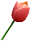 Pink Tulip