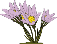 Anemone Patens