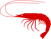 Shrimp