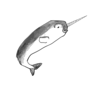 Narwhal