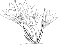 Anemone Patens