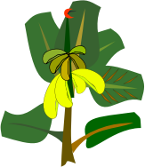 bananas on the tree