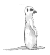 Meerkat Sketch