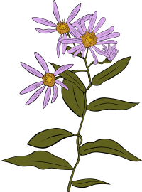 Aster Conspicuus