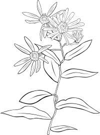Aster Conspicuus