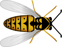 Bee Top View