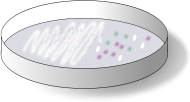 Chromogenic plate with collonies