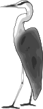 Heron