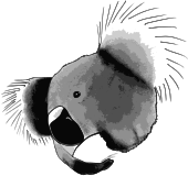 Koala