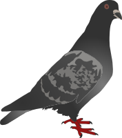 Pigeon