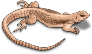 lizard