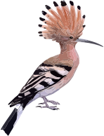 hoopoe
