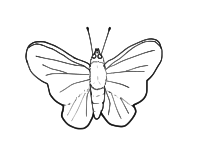Butterfly (line art)