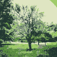 Green nature 1