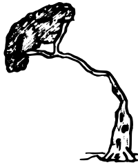 pine