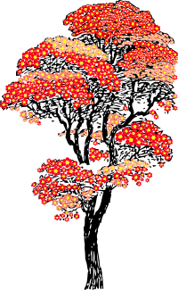 Red aifowers tree