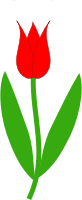 Red Tulip
