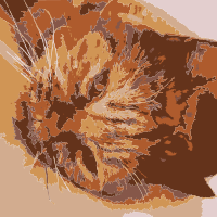 A cat in real life