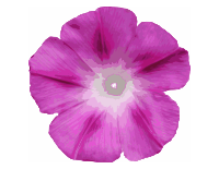 Morning Glory