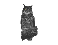 Great Horned Owl