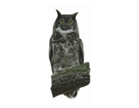 Great Horned Owl, bleach bypass