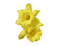 Daffodils