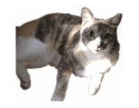 Daphne, the calico w/ anime eyes