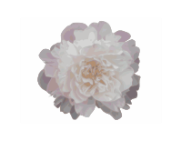 Pink Peony