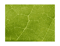 Maple Leaf Close-up - texture