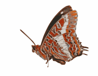 Charaxes brutus - butterfly