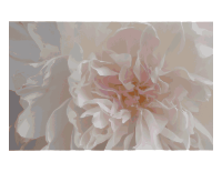 Pink Peony - closeup
