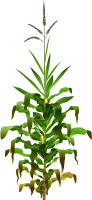 corn plant