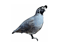 California Quail
