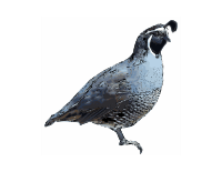California Quail - pen-and-ink