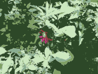 Original Aiflowers 227