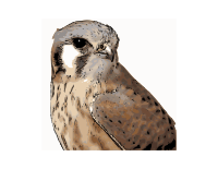American Kestrel