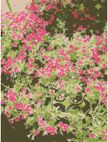 Missouri aiflowers 3