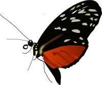 Dark orange-black butterfly