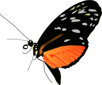 Lighter orange-black butterfly