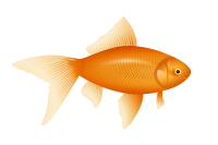Goldfish, auksinÄ— Å¾uvelÄ—