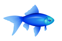 not gold fish, ne auksinÄ— Å¾uvelÄ—