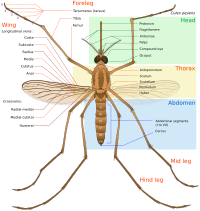 Mosquito parts EN