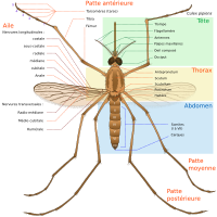 Mosquito parts FR