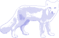 Arctic fox