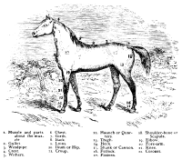 Horse Parts
