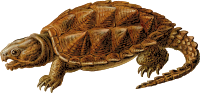 Prehistoric Turtle 1