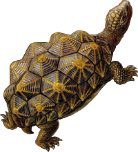 Prehistoric Turtle 3