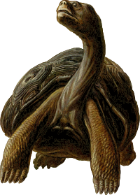 Prehistoric Turtle 4
