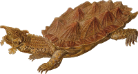 Prehistoric Turtle 5