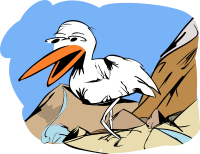 Bird close up